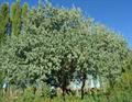  silver berry، Russian olive 
